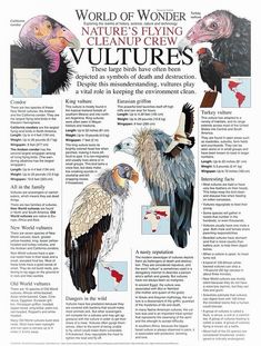 an article in the world of wonder about vultures