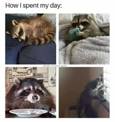 four pictures with raccoons in them and the caption reads, how i spent my day