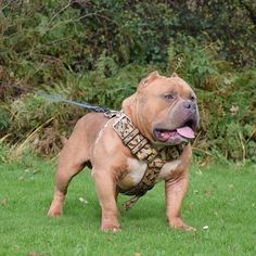 a large brown dog standing on top of a lush green field