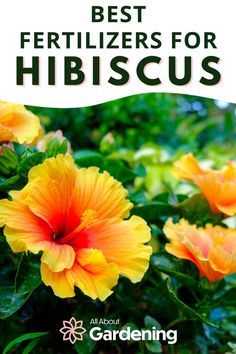 the best fertilizers for hibiscus are available in all about gardening