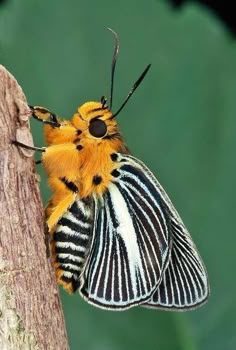 a close up of a butterfly on a tree