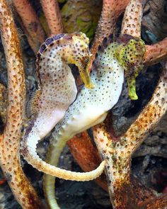 two seahorses in the middle of an ocean floor, one with it's mouth open