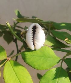 Cowrie Ring, Handmade Ring, White Stone Ring, Engagement Ring, Gifts for her Handmade Ring, Handcrafted Ring, Sterling Silver Ring, Wedding Ring, Boho Ring, Designer Ring, Handmade Jewelry, Cowrie Seashell Ring, Statement Ring, Silver Ring, Wedding Jewelry, Gifts for her, 100% handmade ring with Cowrie 92.5% sterling silver Cowrie shells are known as the most successful and the best form of currency in the various regions of the world. According to the African legends, the cowrie shells are repr Silver Shell-shaped Ring For Gift, Silver Shell Rings For Gift, Handmade White Shell Rings, Unique Silver Shell Rings, Nickel Free White Toe Ring, Handmade White Toe Ring, Cowrie Ring, Seashell Ring, Silver Ring Wedding