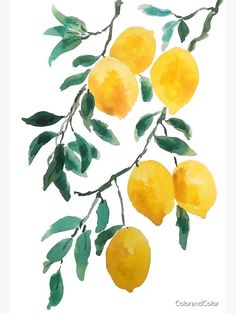 watercolor painting of lemons on a branch with green leaves