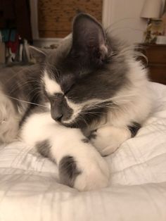 a black and white cat laying on top of a bed