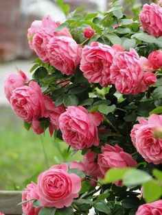 pink roses are blooming in the garden