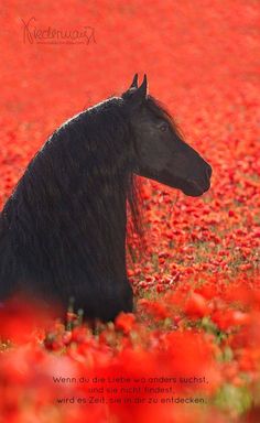 a black horse sitting in a field of red flowers with the caption, wern du liebe was under such