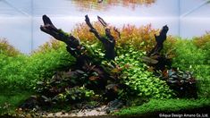 an aquarium filled with plants and water