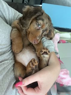 a person holding a puppy in their lap