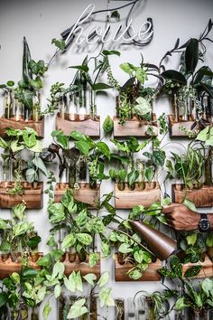 the wall is covered with many plants and bottles filled with water, air plants, and herbs