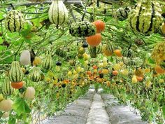 many fruits are hanging from the trees