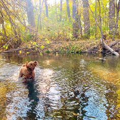 a brown bear is wading in the water