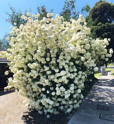 a bush with white flowers in the middle of a sidewalk next to some trees and bushes