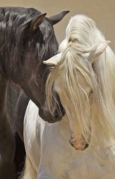 two black and white horses standing next to each other