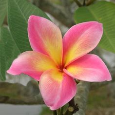 a pink and yellow flower with green leaves