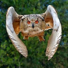 an owl with orange eyes is in the air above another owl's head and wings