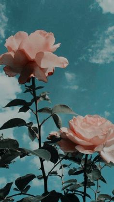 three pink roses against a blue sky with clouds