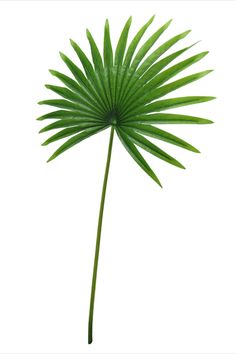 a green palm leaf on a white background