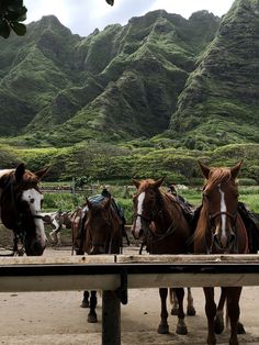 four horses are tied up to a wooden fence with mountains in the backgroud