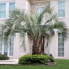 a palm tree in front of a white brick house with green grass and bushes around it