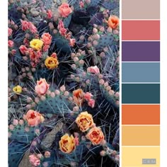 a cactus with many flowers in it and color swatches on the bottom right side