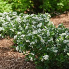 small white flowers are growing in the dirt