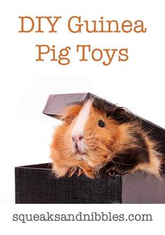 a brown and white guinea pig in a black box with the words diy guinea pig toys