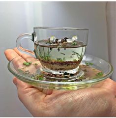 a person holding a glass cup filled with water and plants on top of a saucer