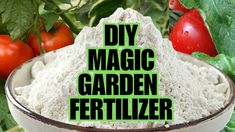 the words diy magic garden fertilizer in front of tomatoes and lettuce