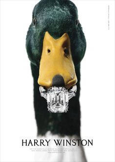 the cover of harry winton's book, with an image of a duck wearing a