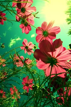 some pink flowers are in the grass and one is looking up at the sky with clouds