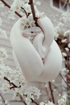 a white snake wrapped in a blanket on top of a tree branch with white flowers