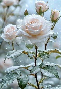 some pink roses with snow on them and leaves in the foreground, all covered by drops of water