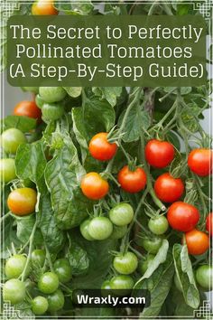 the secret to perfectly pollinated tomatoes a step - by - step guide