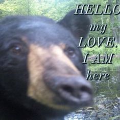 a black bear with the words hello my love i am here