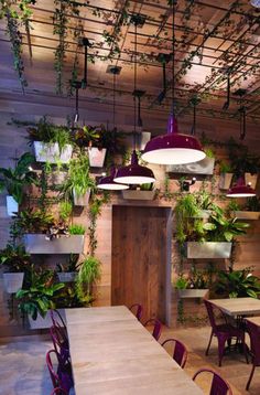 an indoor restaurant with hanging plants and wooden tables