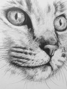 a pencil drawing of a cat's face