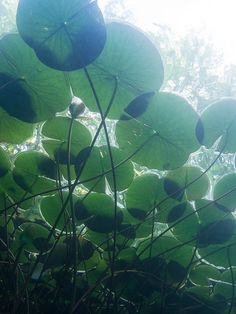 large green leaves are hanging from the ceiling in front of bright sun shining through the window