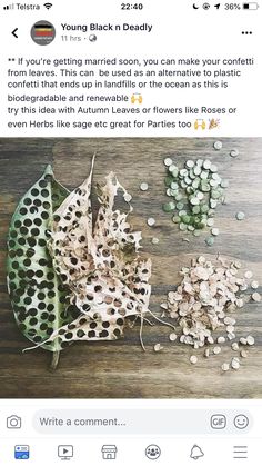 the instagram page for instagrams is displayed with an image of a leaf and seeds