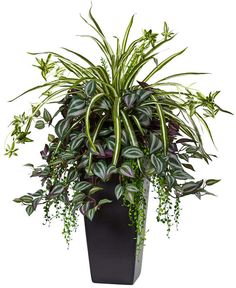 a potted plant with green and purple leaves