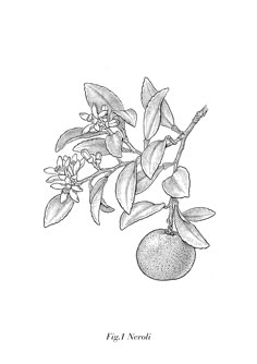 an orange tree branch with fruit and flowers on it's branches, vintage line drawing or engraving