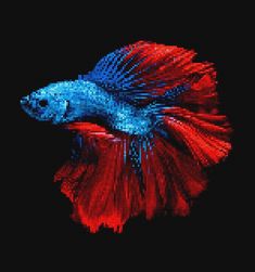 a red and blue siamese fish on a black background