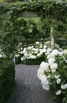 white hydrangeas line the walkway in this garden