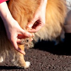 a person is petting a dog with a dandelion in their hand on the ground