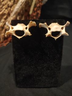 Real small animal bone stud earrings. Real, ethically sourced small animal bone earrings. A unique and gothic piece of jewelry. Made with silver colored metal alloy. Not one pair of earrings is ever the same! All bones used in my jewelry and art are ethically sourced. No animals were harmed for the making of my jewelry and artwork. Due to the nature of the source, colors of bones can vary and each bone is unique in shape and size.  All bones have been washed and whitened. Please take off earrings if planning on being in the water for best protection. Bone Crafts Earrings, Unique Bone-colored Nickel-free Earrings, Real Bone Jewelry, Animal Bone Jewelry, Studded Earrings, Earrings Real, Earrings Gothic, Bone Crafts, Real Bones