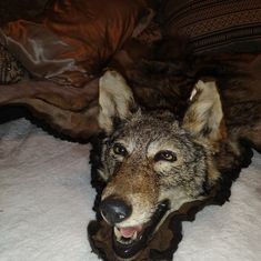 a wolf laying on top of a bed with his mouth open and tongue hanging out