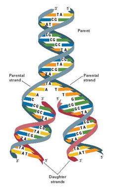 a diagram of the structure of a human cell, with different colors and numbers on it