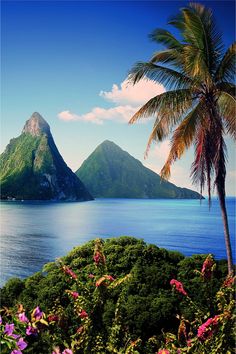 a palm tree sitting on top of a lush green hillside next to the ocean with mountains in the background