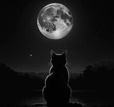 a black and white photo of a cat looking at the moon