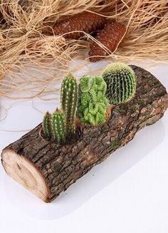 small cactus plants sitting on top of a piece of wood